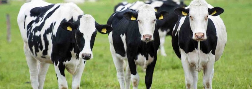 5 mẹo giúp hạn chế stress nhiệt ở bò trong mùa hè oi ả
